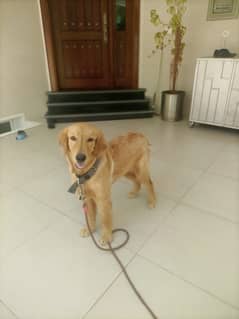 Golden Retriever/ Golden Retriever dog For Sale/ Golden Retriever Male