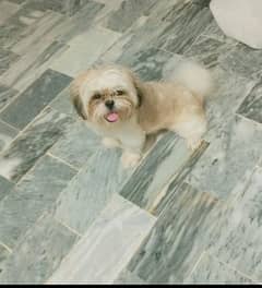 shih