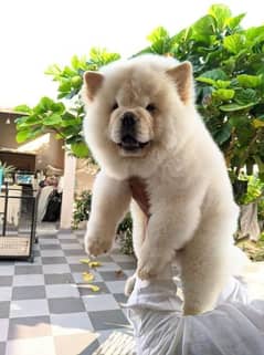 TOP CLASS QUALITY CHOW CHOW PUPPY AVAILABLE FOR SALE