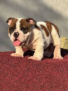 ENGLISH BULL DOG HIGH QUALITY PUPPY FOR SALE