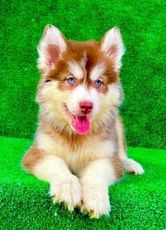 WOOLY HAIRS TOP NOTCH SIBIREAN HUSKY FOR SALE