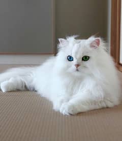 persian cat for sell