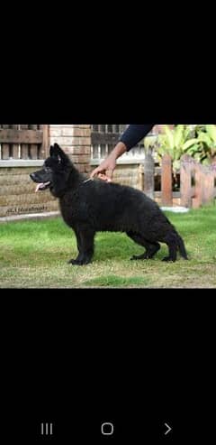 EXTREME QUALITY BLACK GERMAN SHEHPERD PUPPY FOR SALE