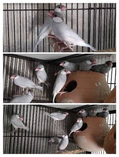 Silver jawa birds ready to fisrt breed 2500 pr pieec