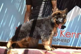 CHAMPION LINE GERMAN SHEHPERD PUPPY FOR SALE