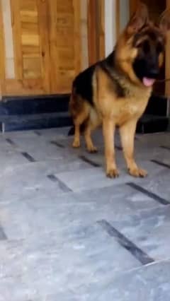 German Shepard top quality female breeder female for sale