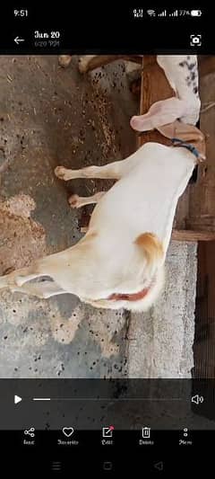 female gulabi cross h