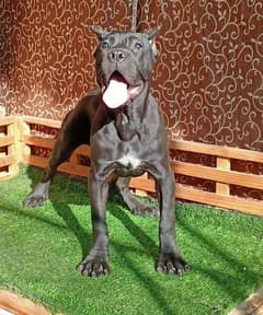 FULLY BOX FACE CANE CARSO PUPPY FOR SALE