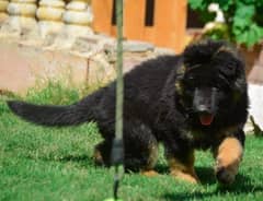 HIGH QUALITY GERMAN SHEHEPRD PUPPY FOR SALE