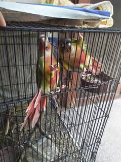 yellow sided and pineapple conure red fector 0