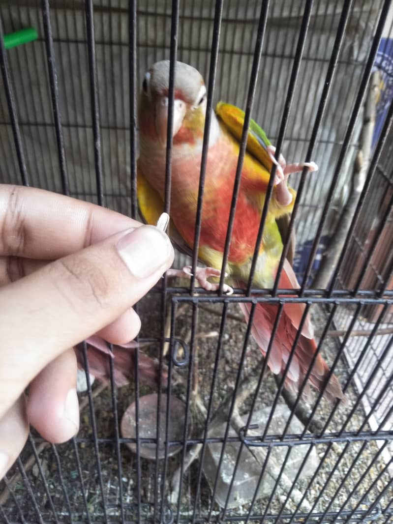 yellow sided and pineapple conure red fector 1