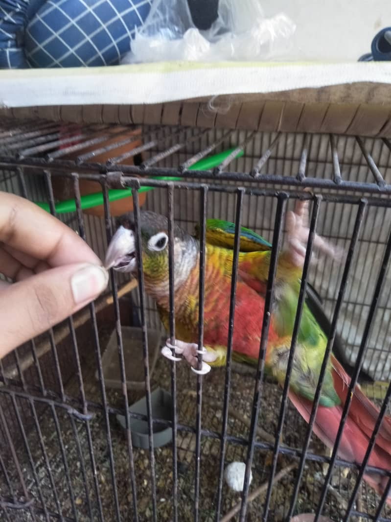 yellow sided and pineapple conure red fector 2