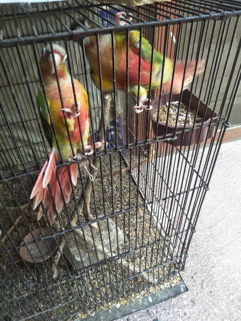 yellow sided and pineapple conure red fector 3
