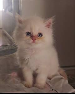 Himalayan kitten Blue Eyes / Punch Face