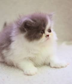 Persian Cat for sale