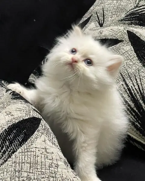 Persian Kitten Pure Bred Triple Coated Fawn And White Himaliyan — photo 2
