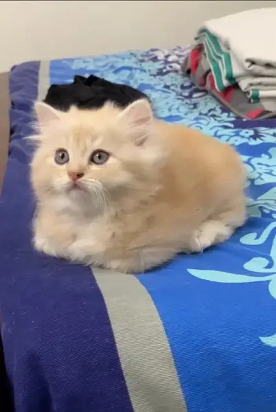 Persian Kitten Pure Bred Triple Coated Fawn And White Himaliyan — photo 3