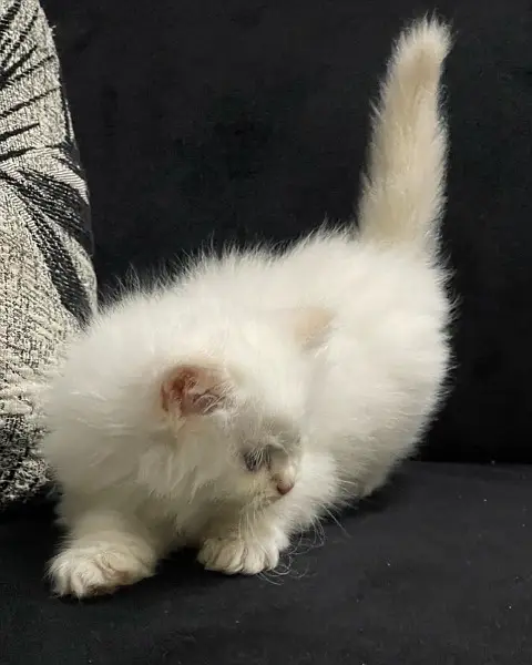 Persian Kitten Pure Bred Triple Coated Fawn And White Himaliyan — photo 4