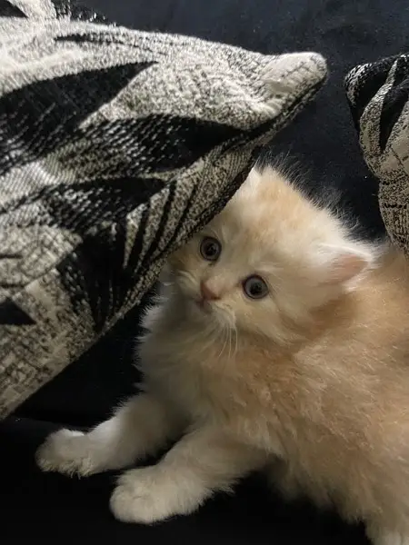 Persian Kitten Pure Bred Triple Coated Fawn And White Himaliyan — photo 5