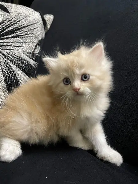 Persian Kitten Pure Bred Triple Coated Fawn And White Himaliyan — photo 7