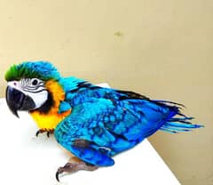 Macaw parrot 03252661065Watsapp