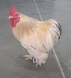 Bantam male