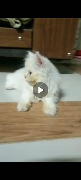 persian cat semi punch face 3