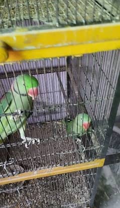 raw parrots pair