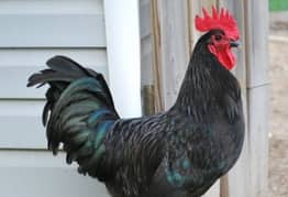 australop rooster for sale