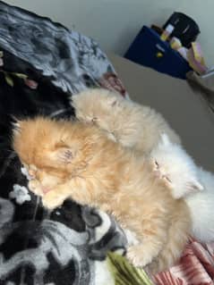 Persian Kittens for sale