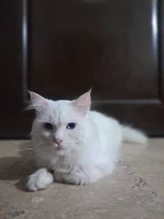 Turkish angora Male Cat