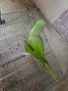 Raw parrot for sale 03054636833