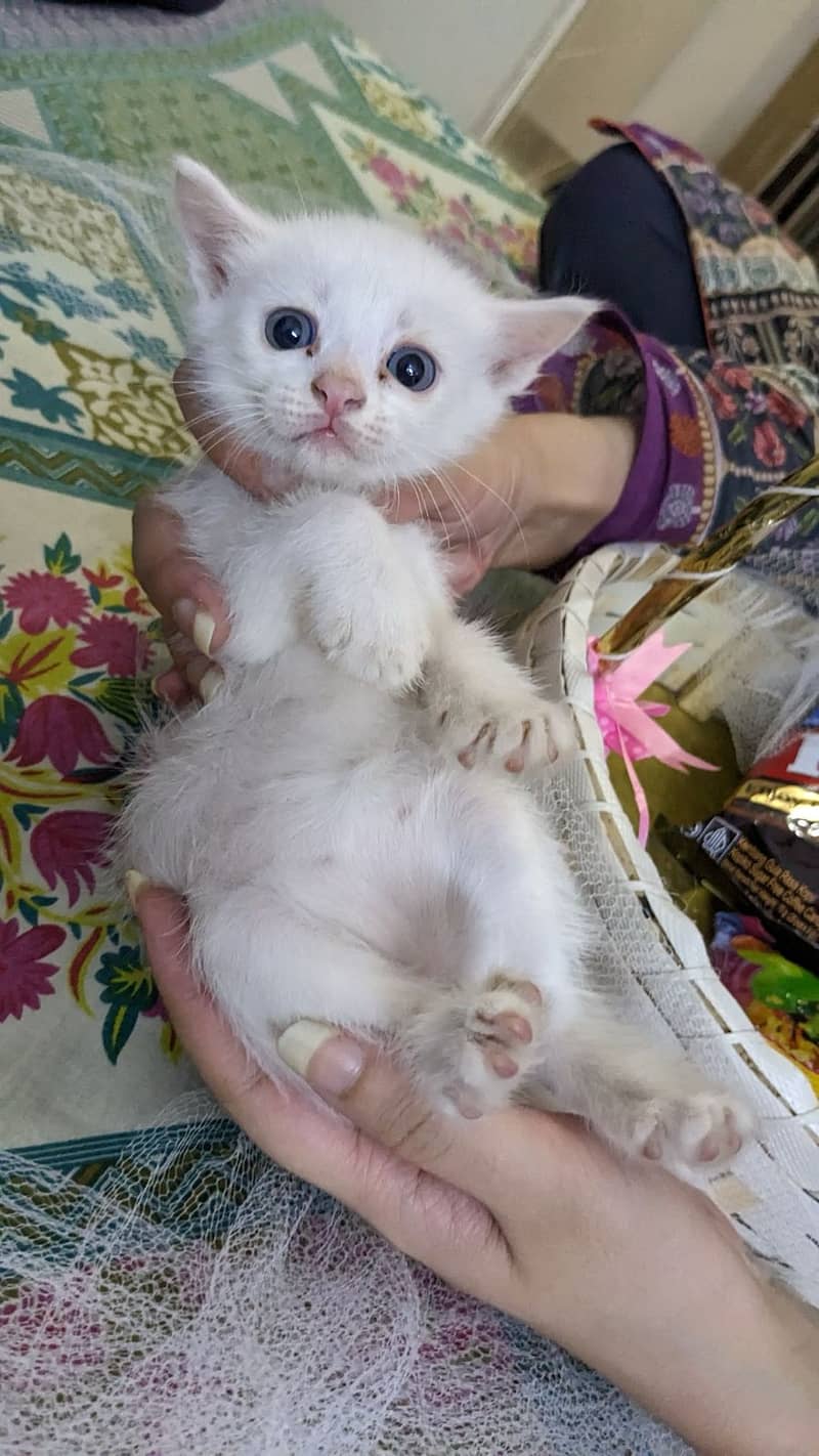 Persian semi kittens available for sale 2