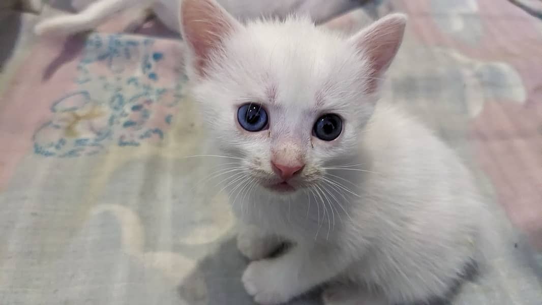 Persian / Cat / Kitten / Double / Tripple / Coat / Cute face / sale 0