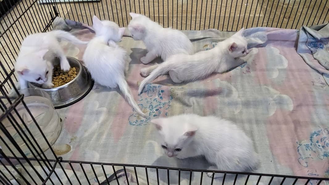 Persian semi kittens available for sale 4