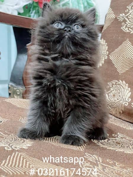 ~ Persian peke bloodline kitten ~ 1