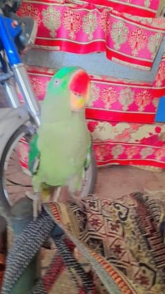 Raw parrot for sale/ Raw tota