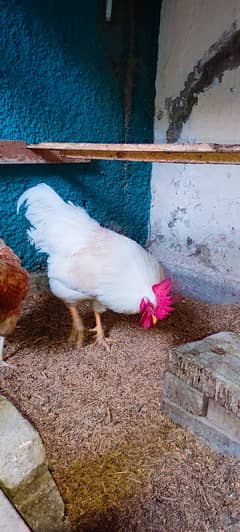 Lohman Hens For Sale.