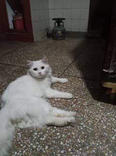 Persian cat