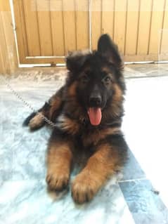 gsd long cord puppy