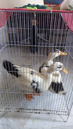 Cute Pair of Duck with cage, Age 2 Months