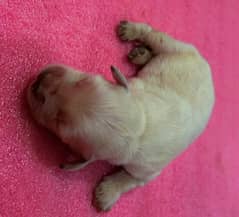 GOLDEN RETRIEVER PUPPIES