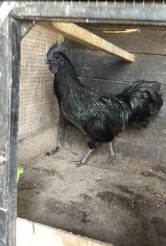 Ayam cemani Gray tongue