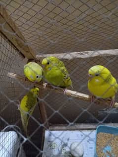 budgies