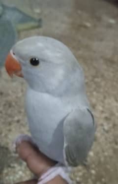 Silver Ring Neck parrot