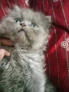 Persian kittens Gray black White