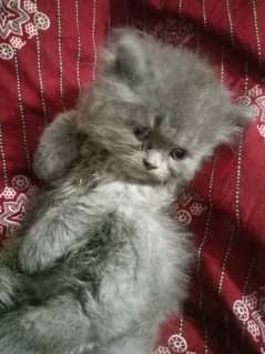Persian kittens Gray black White 0