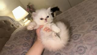 triple coat persian cat