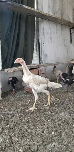 Shamo chicks | O Shamo Chicks | Hens | Chicks For Sale
