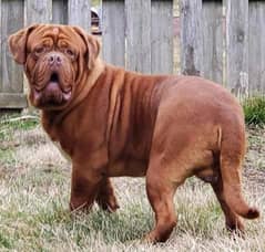 French mastiff puppies are available here impoterd puppy